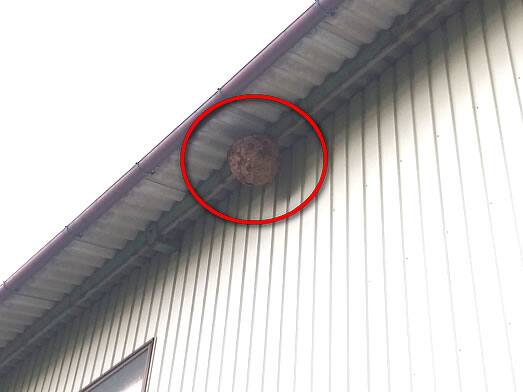 スズメバチ駆除高所軒下